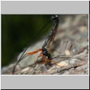 Dolichomitus messor - Schlupfwespe w01m 32mm - OS-Hasbergen Holzlagerplatz auf Eiche det06.jpg